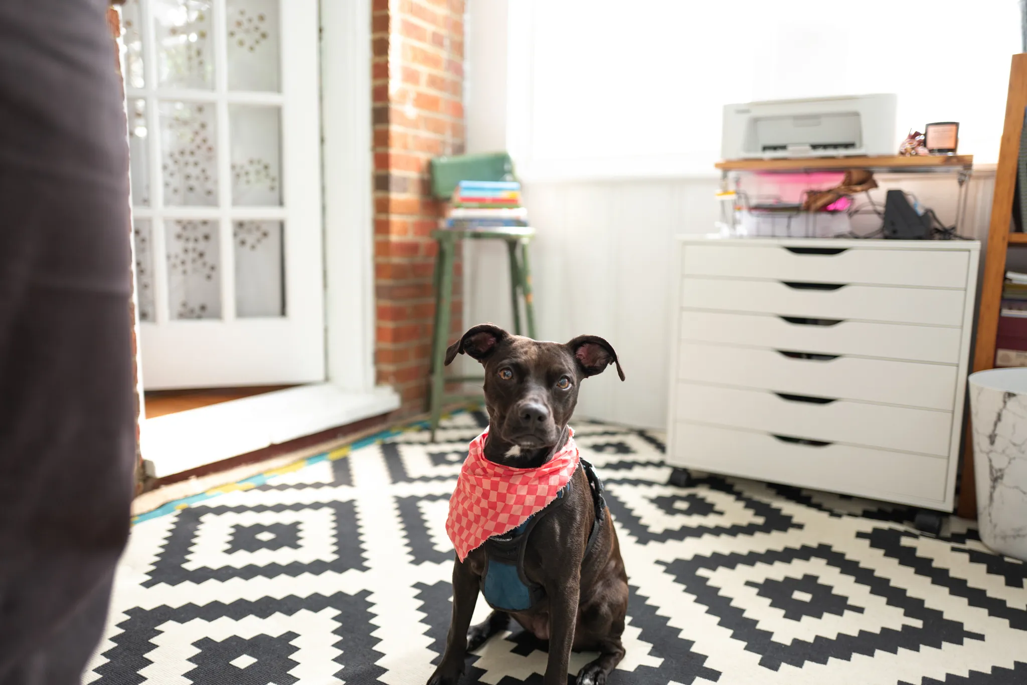 photo of a dark brown dog wearing a pink checkered handkerchief